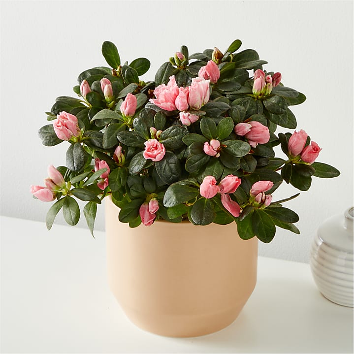 product image for Coral Rosalea Plant