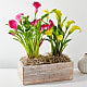 Sunnyside Double Calla Lily Plant