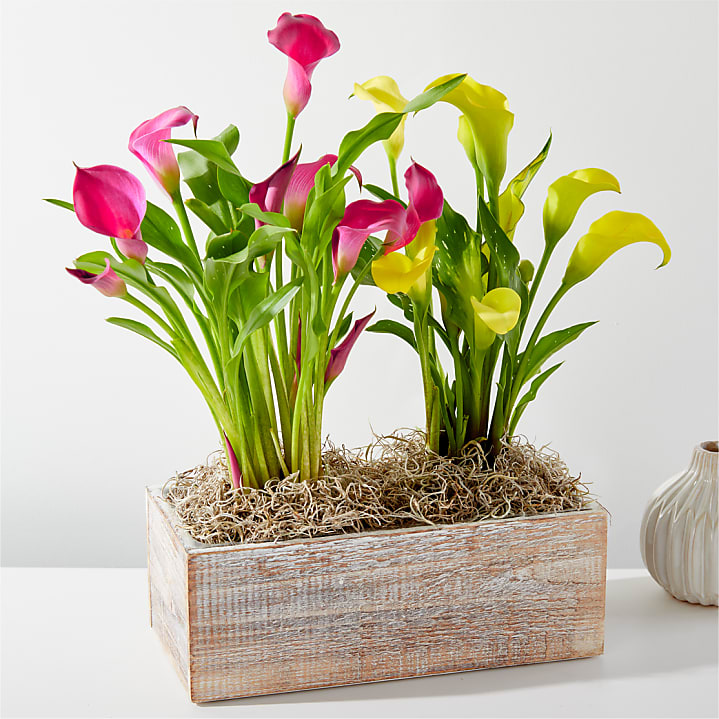 product image for Sunnyside Double Calla Lily Plant