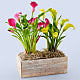 Sunnyside Double Calla Lily Plant