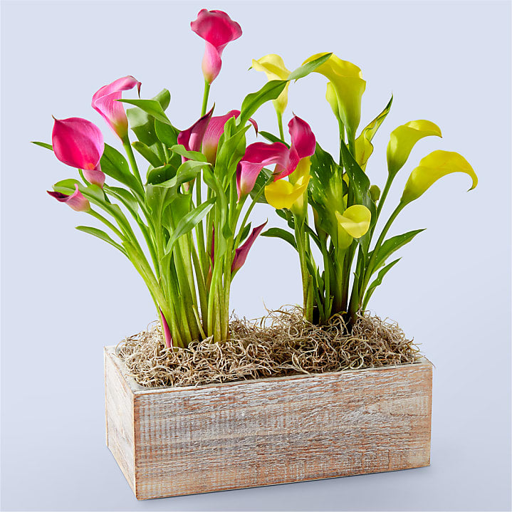 product image for Sunnyside Double Calla Lily Plant