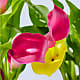 Sunnyside Double Calla Lily Plant