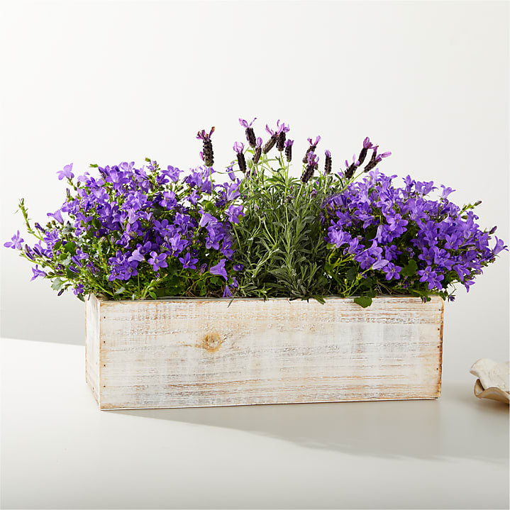 product image for Lovely Lavender Garden