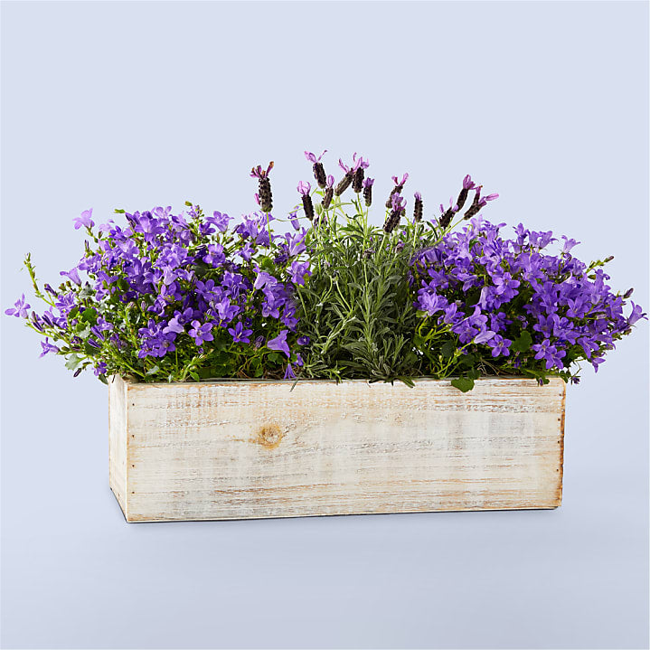 product image for Lovely Lavender Garden