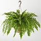 Boston Fern Hanging Basket