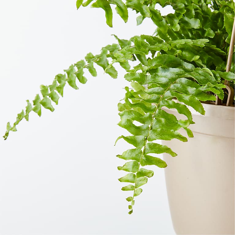 Boston Fern Hanging Basket