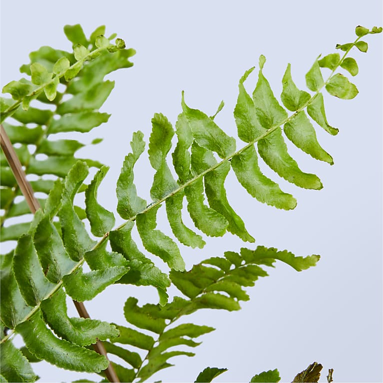 Boston Fern Hanging Basket