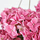 Pink Hydrangea Hanging Basket