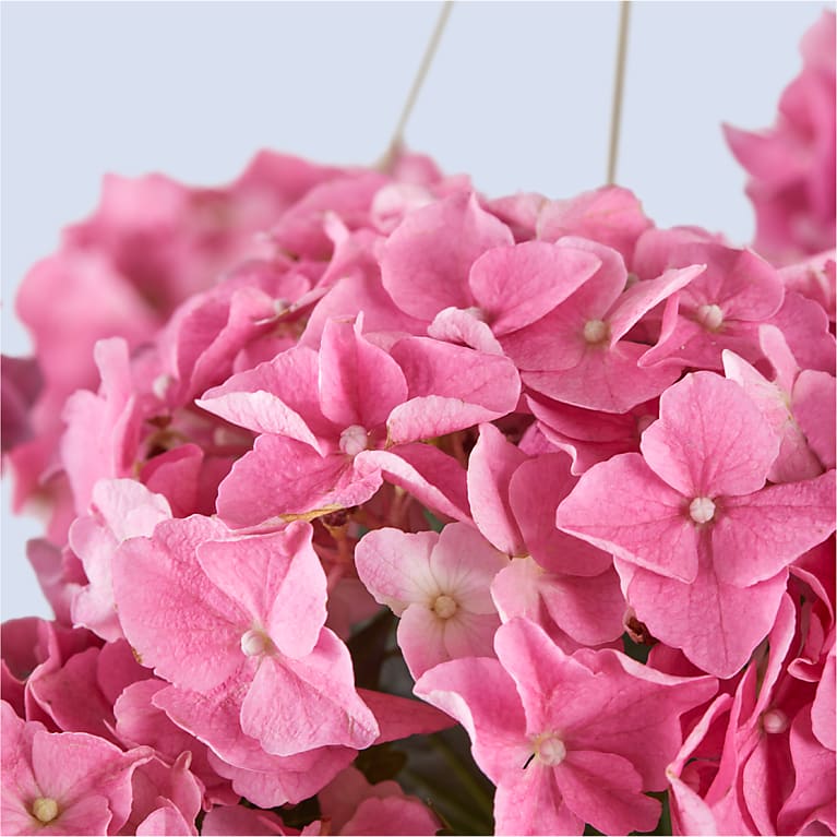 Pink Hydrangea Hanging Basket