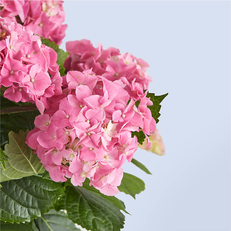 Pink Hydrangea Hanging Basket