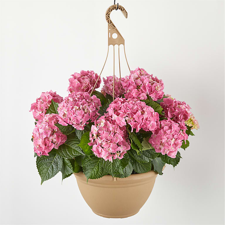 Pink Hydrangea Hanging Basket