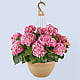 Pink Hydrangea Hanging Basket