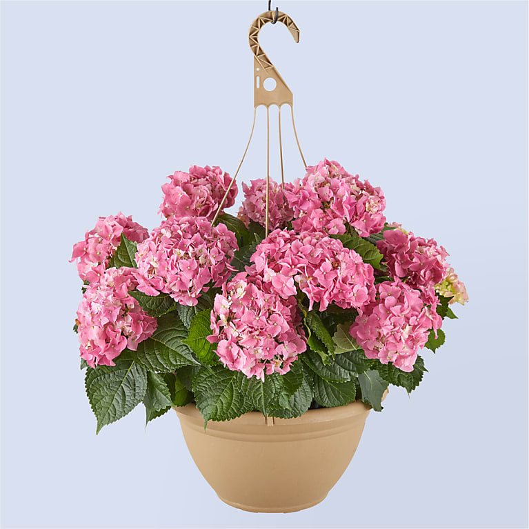 Pink Hydrangea Hanging Basket