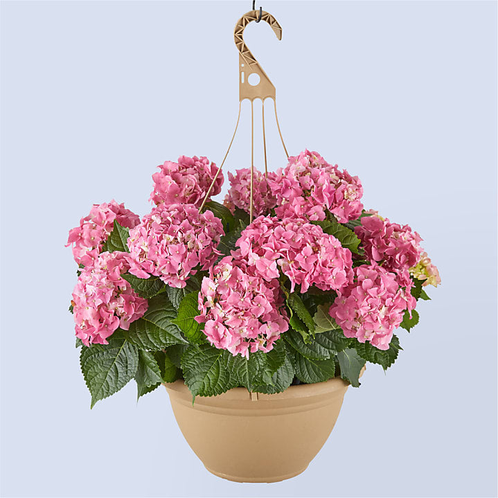 product image for Pink Hydrangea Hanging Basket