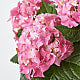 Pink Hydrangea Hanging Basket