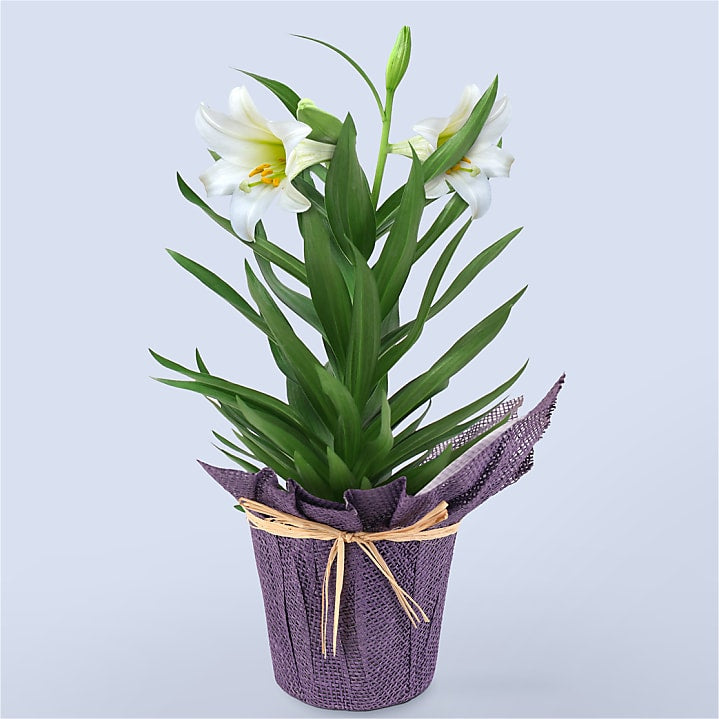 product image for Easter Lily