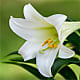 Easter Lily