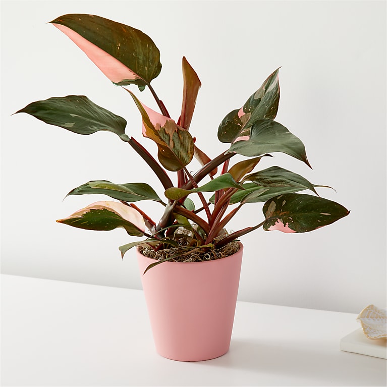 Pink Princess Philodendron