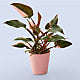 Pink Princess Philodendron