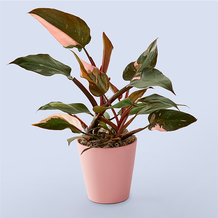 product image for Pink Princess Philodendron