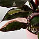 Pink Princess Philodendron