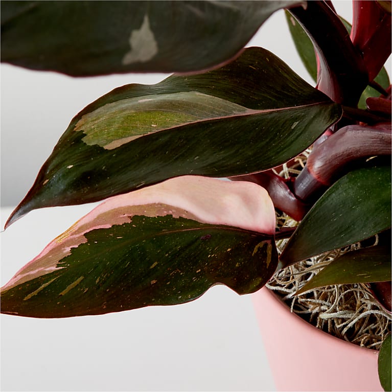 Pink Princess Philodendron