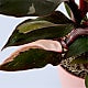 Pink Princess Philodendron