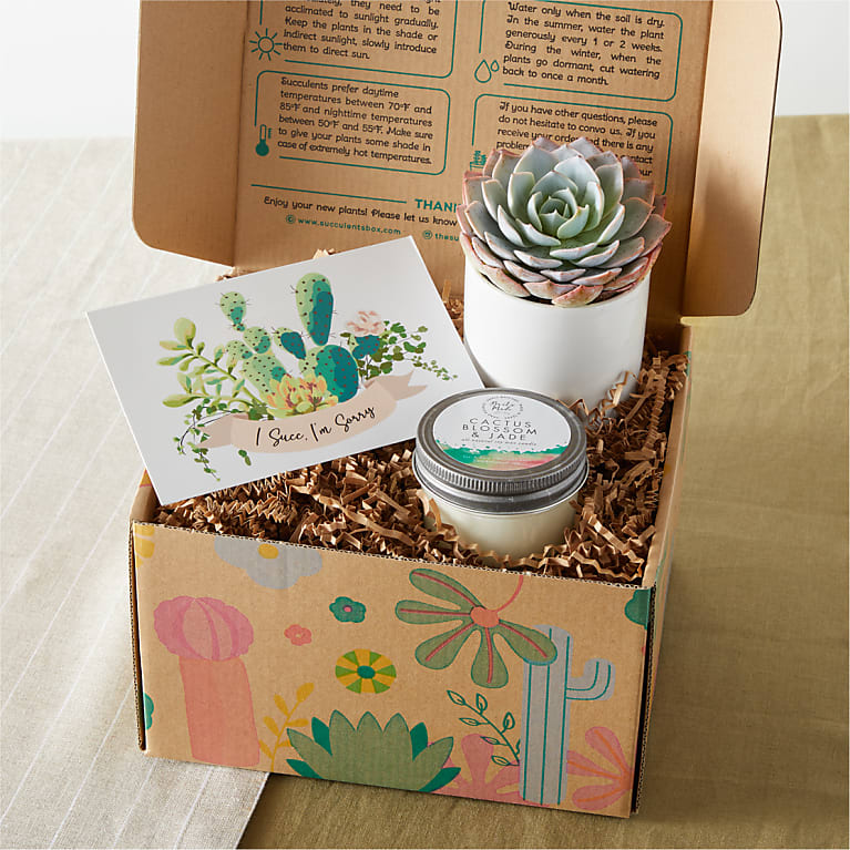 I'm Sorry Succulent Gift Box