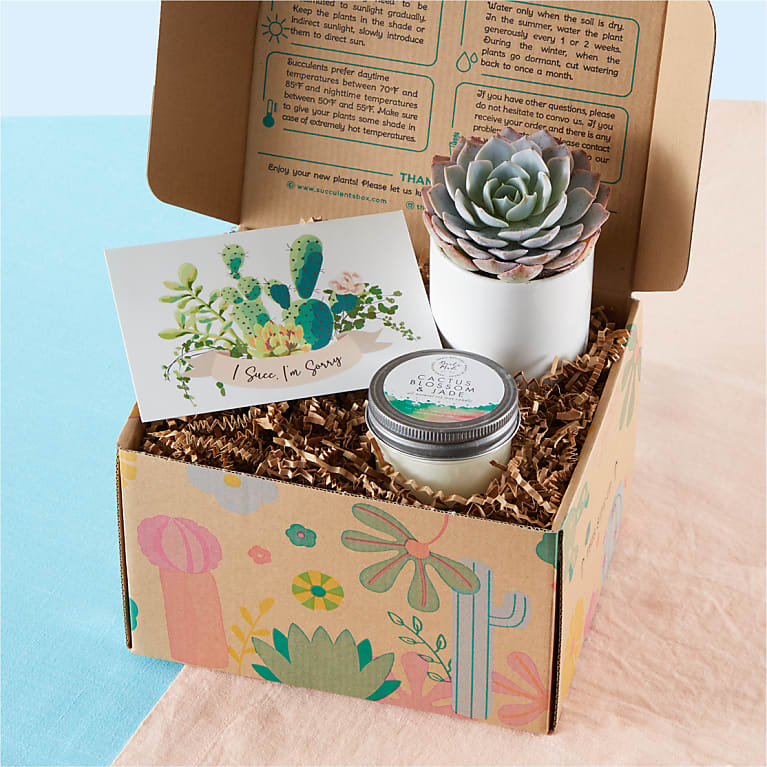 I'm Sorry Succulent Gift Box