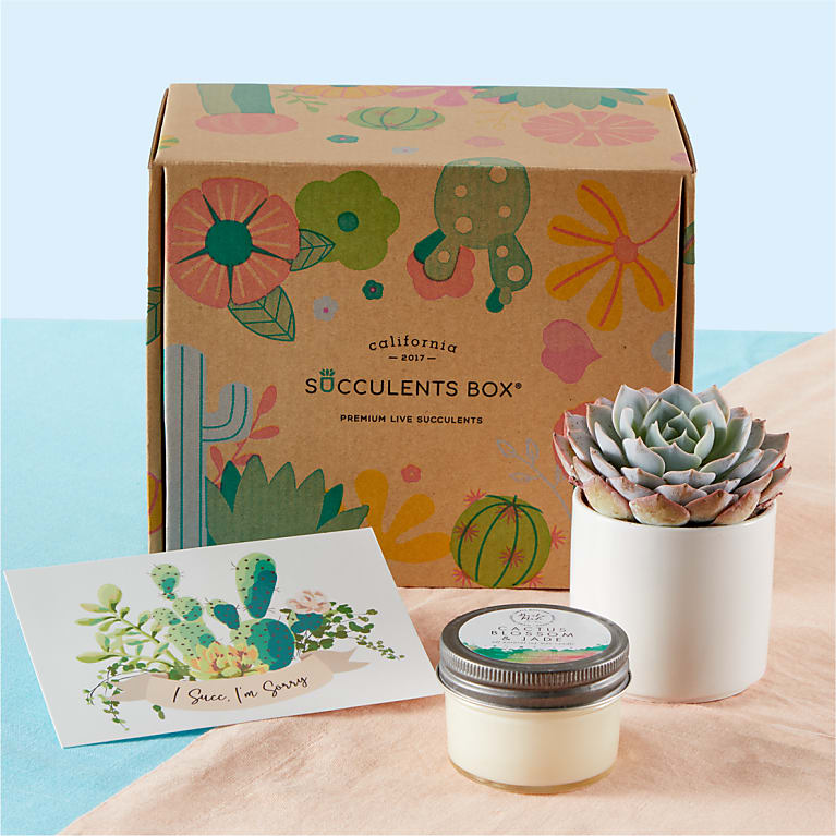 I'm Sorry Succulent Gift Box