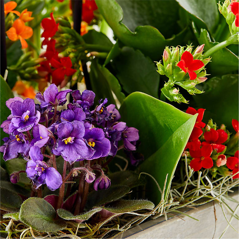 Rainbow Garden of Blooms