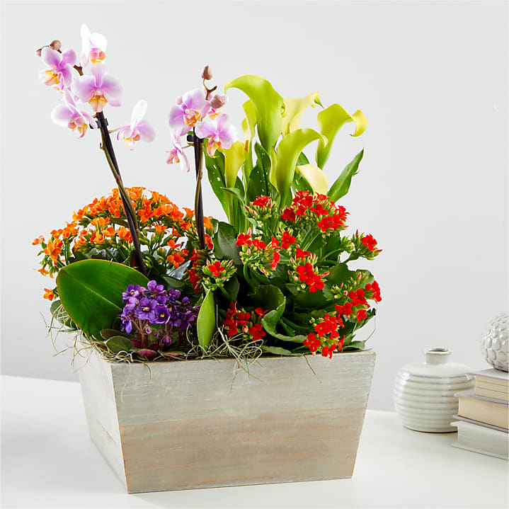 Flowering Plants Delivery: Send Blooming Plants