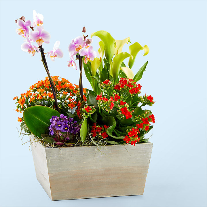 product image for Rainbow Garden of Blooms