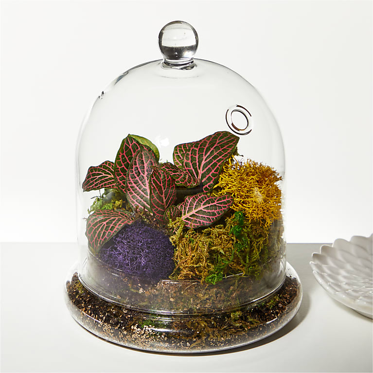 Cloche Terrarium