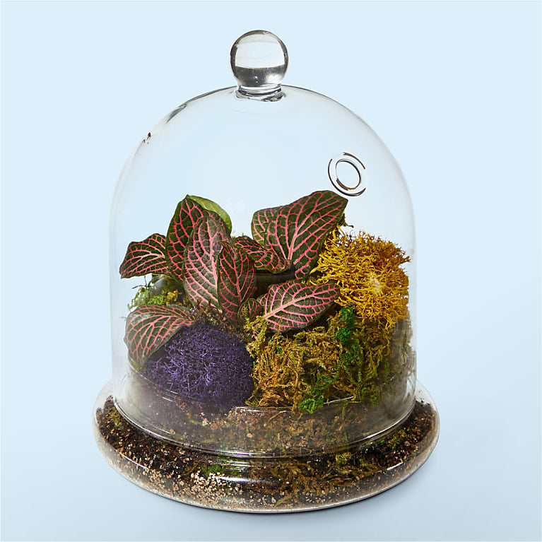 Cloche Terrarium