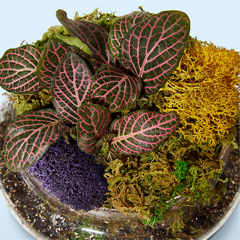 Cloche Terrarium