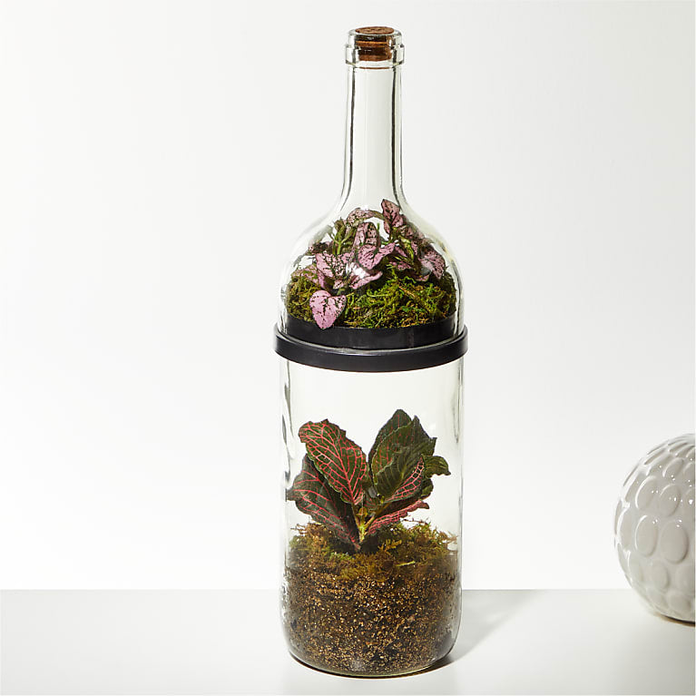 Wine Bottle Terrarium