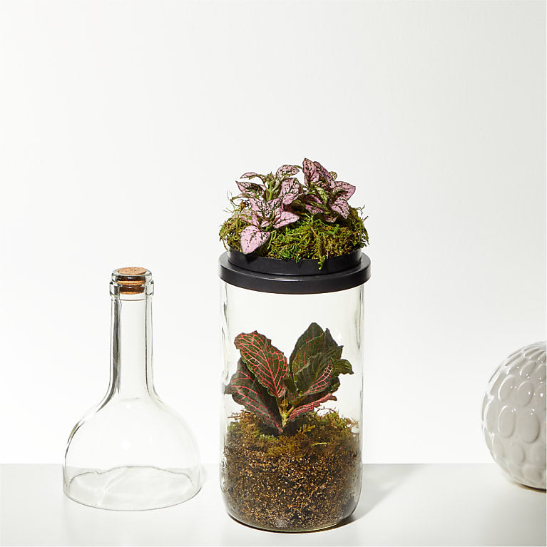 Wine Bottle Terrarium