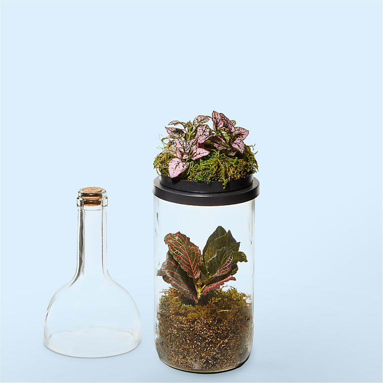 Wine Bottle Terrarium