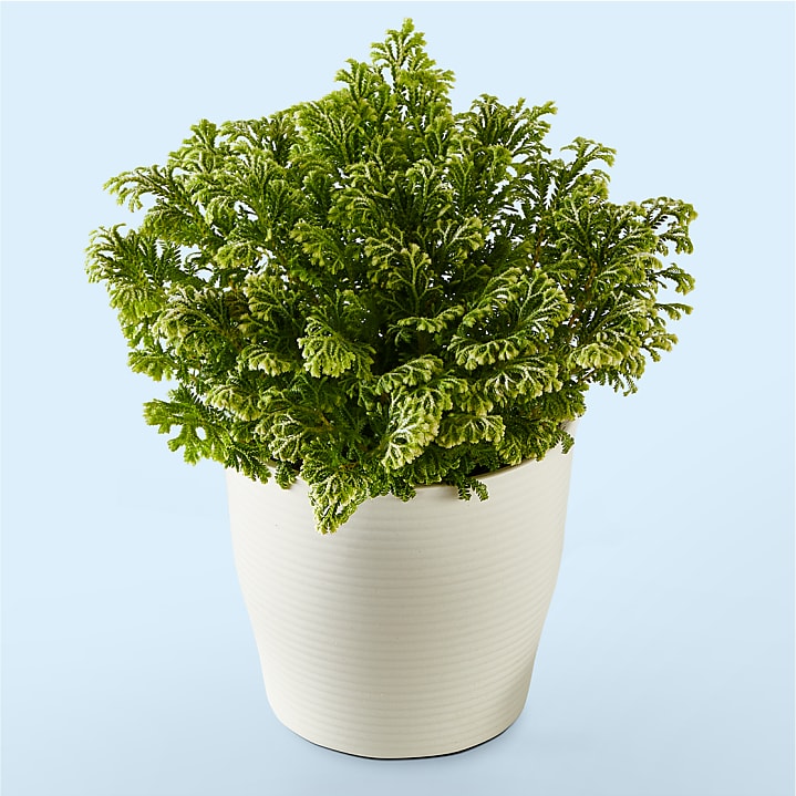 product image for Frosty Fern