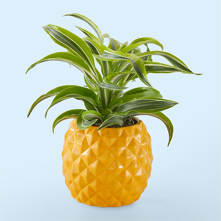 product image for Pineapple Paradise Dracaena Plant
