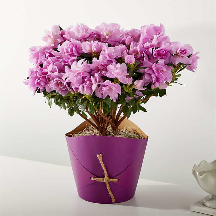 product image for Lavender Azalea Plant