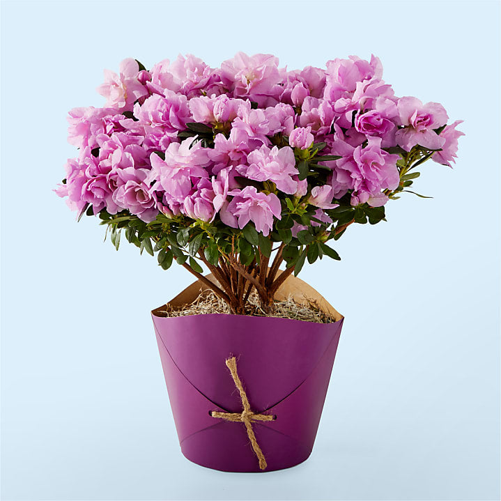 product image for Lavender Azalea Plant