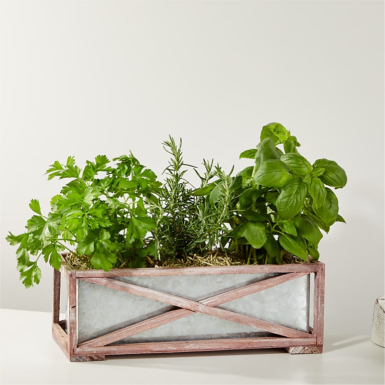 Fresh Garden Herb Trio