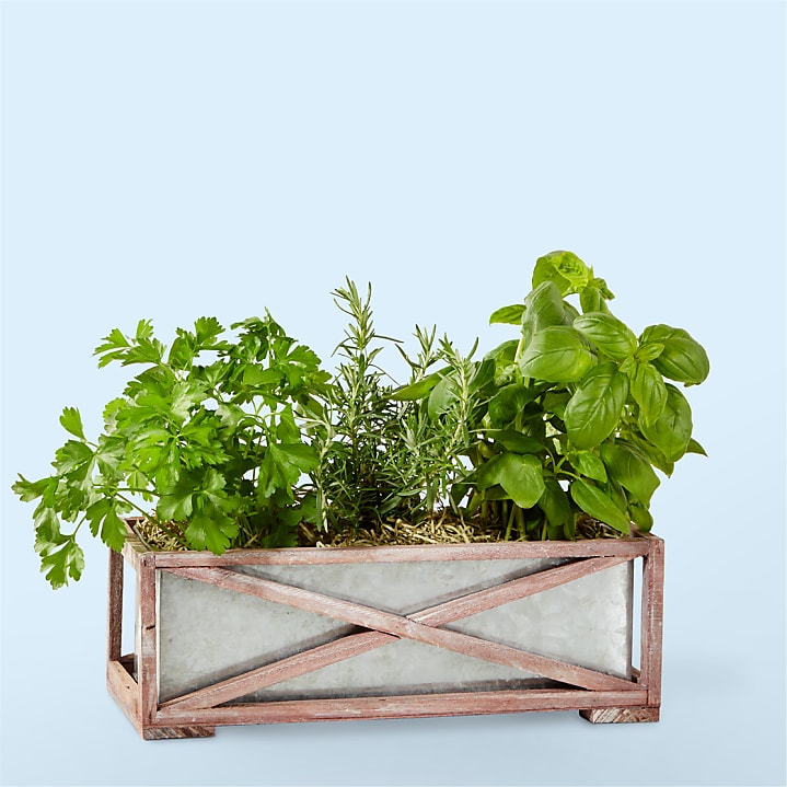 product image for Fresh Garden Herb Trio