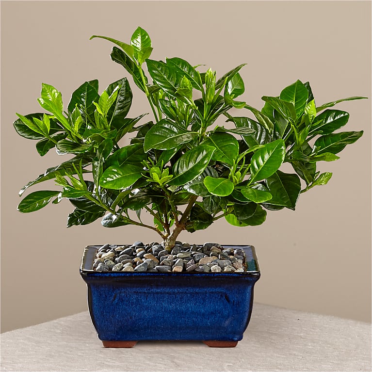 Gardenia Bonsai