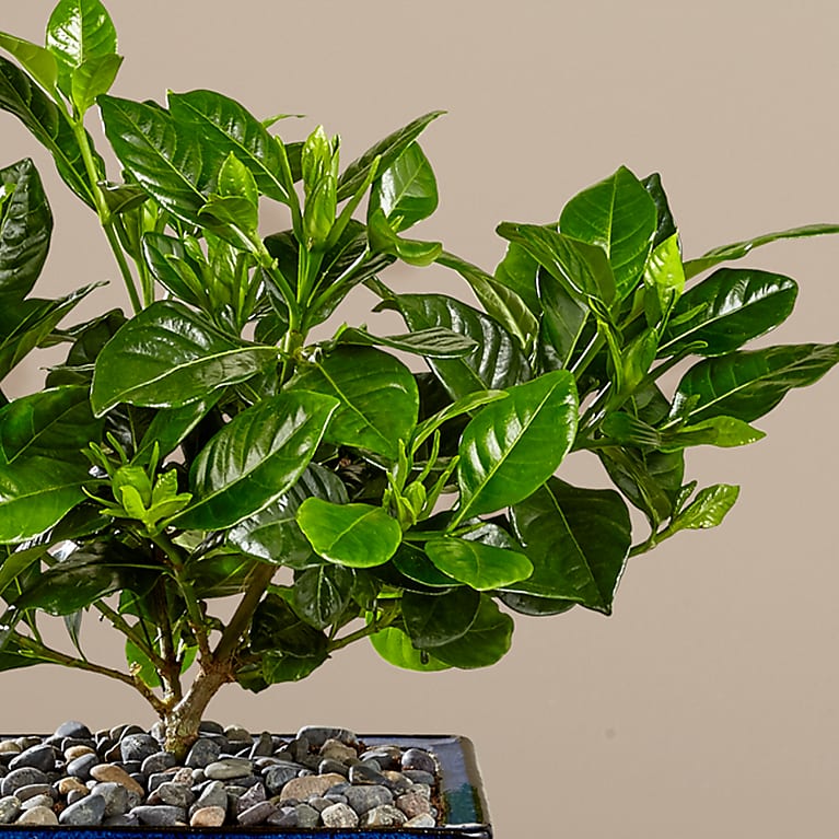 Gardenia Bonsai