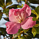 Azalea Bonsai