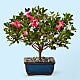 Azalea Bonsai