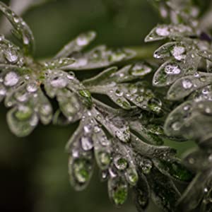 A close-up of a plant with water droplets, symbolizing the intricate natural structures similar to biofilms and the potential of natural biofilm disruptors.